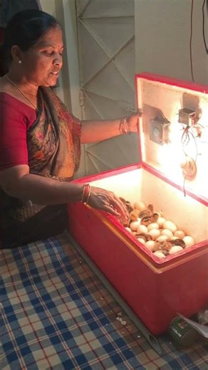 ఇన్క్యుబేటర్‌లో 15 కోడిపిల్లలు పుట్టాయి 🐣 | Day 20 Hatching Update #chickhatching