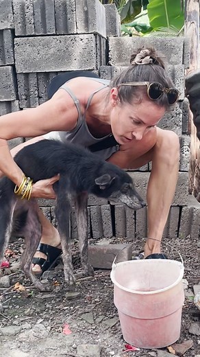 When Eli saw this hopeless dog who'd been tied to a fence her whole life, she talked to the owners and convinced them to give her up. Watch what happens when she's finally free ❤️ To adopt Hope visit: thedo.do/streetpawsadopt and learn more about streetpaws.ch here: thedo.do/streetpawsch | The Dodo