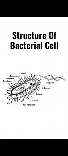 Structure of Bacterial Cell With Labeling