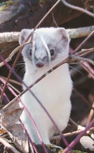 Ermine: Ruler of Winter Forests and Snowy Wilds 🦦