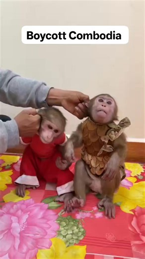 This video was taken from another Facebook profile which operating from Cambodia. monsters are stole baby monkey from their mother and intentionally making animal abuse video for like, follow, and to earn money. We should run a campaign on social media against combodia tourism. I urge to all, write mail with attached Facebook links of videos to combodia government and Do the following Demands. (1) Do Ban monkey as a pet. Ban capture,sale, keeping and lab testing.(2) Make law prevention of creaul