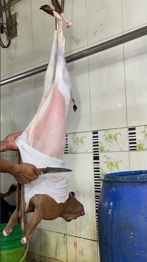 Super First! Manually Goat Cleaning and Skinning Process in Bangladesh | Meat Cutting | How to Cut