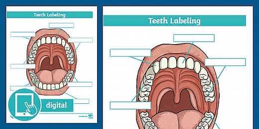 Teeth Labeling Worksheet for 3rd-5th Grade