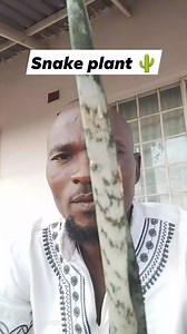 Snake plant | Kambani Muononga