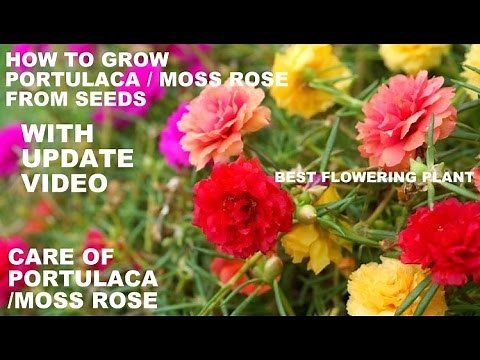 How to Grow Portulaca From Seeds(WITH UPDATE VIDEO)