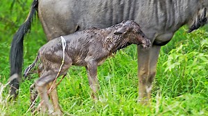 917K views · 15K reactions | Wildebeest Takes Its First Wobbly Steps Minutes After Birth | Ruby Life | Facebook