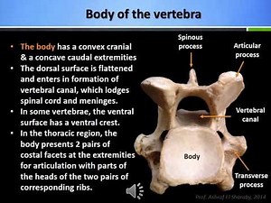 Anatomy of the vertebral column of the domestic animals