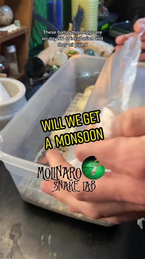 Healthy and Beautiful Snake Clutch | The Real Puss in Boots