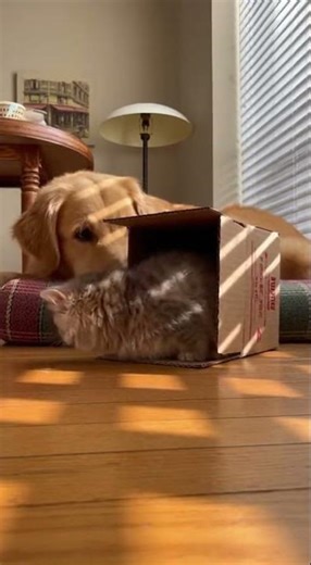 Kitten vs Tiny Box: Hilarious Squeeze Fail with Amused Dog Watch