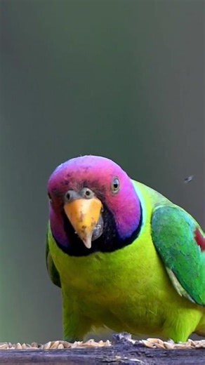 Plum headed parakeet from the western ghats of Maharashtra #trendingnow #parakeet #indianbirds