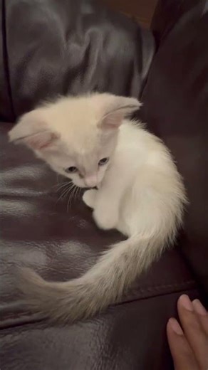 Cute or Alien? You Decide 😂 #shorts