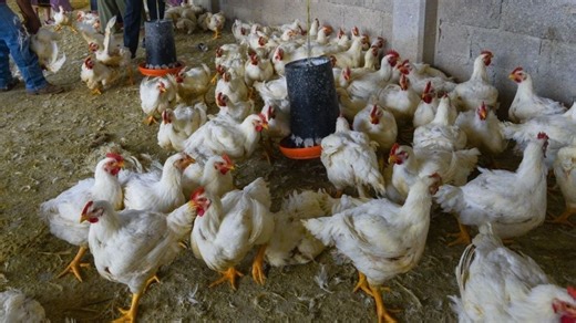 Empresa estadounidense abrirá nueva planta de pollos en Veracruz; esto sabemos