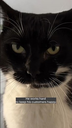 Hardworking baker cat