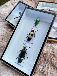 Cadre de boîte en bois insecte taxidermie Real Mix, décoration d'intérieur - Etsy France