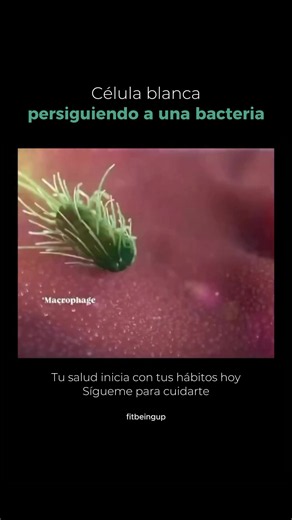 ¿Cómo funciona el sistema inmunológico? 🦠⚔️ Dentro de tu cuerpo ocurre una batalla microscópica todos los días… y casi nunca lo notas. Los macrófagos son células de defensa que detectan bacterias, las persiguen y las destruyen para proteger tu salud. Este proceso ayuda a combatir infecciones, eliminar células dañadas y activar la respuesta inmune de tu cuerpo 🧬 Tu organismo está trabajando constantemente para mantenerte vivo, sano y protegido incluso mientras duermes. ✨ El cuerpo humano es muc