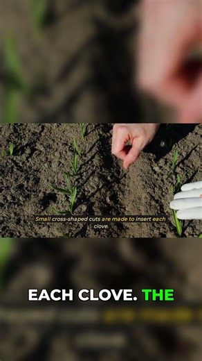 The 3 Best Garlic Growing Methods Explained! #garden #info #hack