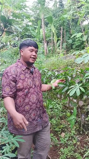 Passion fruit tree heavy yield review #gardening #gardeningtips