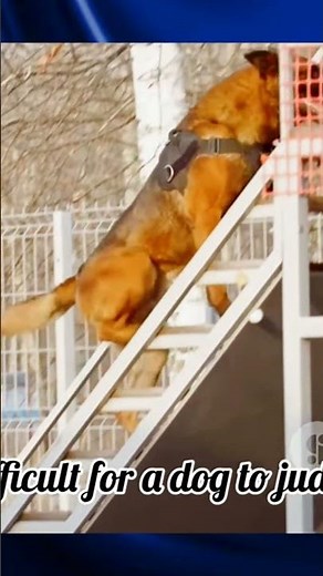 German Shepherd: A Survival Story