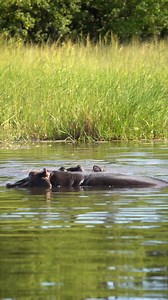 baby hippos fighting 🦛 While mom is watching the kids are going crazy. 🤭 Follow me Sightings by Phil for daily wildlife clips. 🙏 #hippopotamus #cuteanimals #babyanimals #africansafari #africanwildlife #africansafari | Sightings by Phil