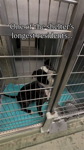 Bret Michaels has now been at the shelter 581 days 💔Bio: https://t.co/MaNYyNKR2NTown of Hempstead Animal Shelter, Wantagh, New York (Long Island.) Email: adoption@hempsteadny.gov#Dogs #NewYork #LongIsland #AdoptDontShop