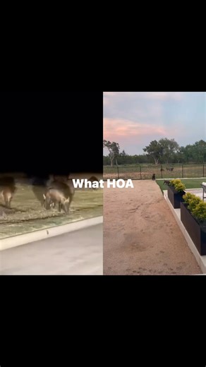 17K views · 96 reactions | People believe just because they live in a subdivision or a gated community that wildlife is not present well I don’t think that they read the HOA rules #hoa #community #townhouse | Central Texas Hog Removal | Facebook