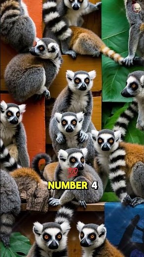 🐒 5 Fascinating Facts About Lemurs! 🌴✨