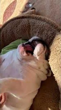 A puppy who loves having his belly rubbed#Puppy#hobby#happy#belly#petting