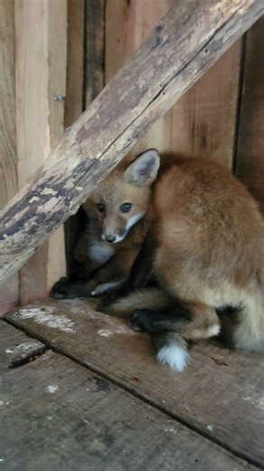 33K views · 724 reactions | Remember the Red Fox kits we got in...