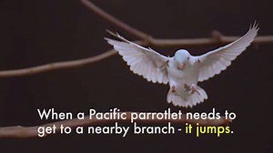 6.9K views · 58 reactions | What can parrotlets teach us?...