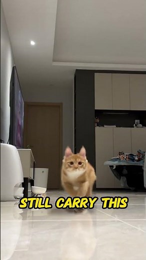 Why Cats Suddenly Run Around the House | Understanding Cat Zoomies
