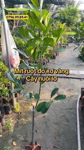 Mít ruột đỏ xơ vàng cây lỡ giá lẽ 95.000/ cây