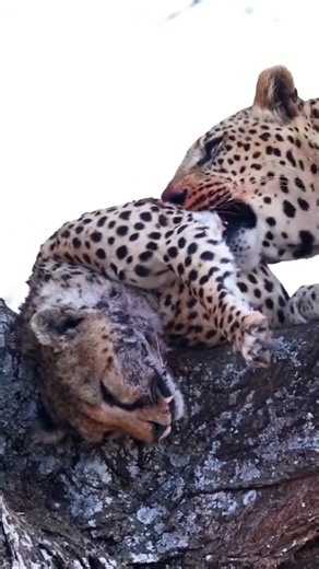 101 reactions | leopard eating cheetah | African Safari Guide | Facebook