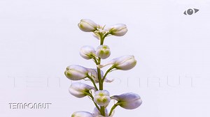 【花的开放舞蹈】一群飞燕草的艺术之旅