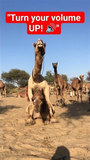 Wait for the sound! 😱 Camel noises are UNREAL! 🐪🔊#Camel #Wildlife #Nature #AnimalSounds #DesertLife