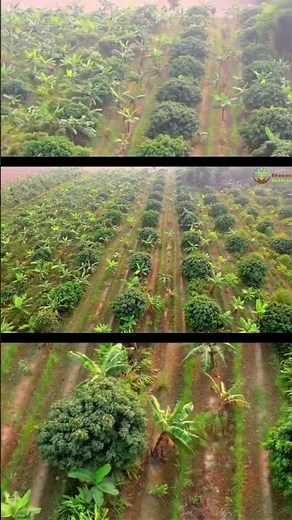 No till Food Forest Farm Tour | Permaculture