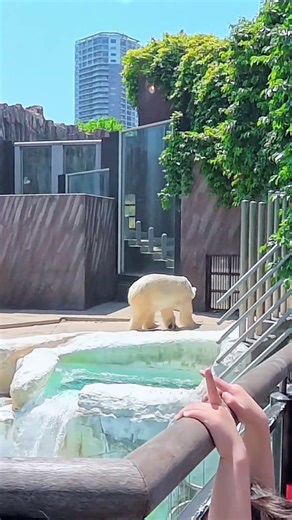 I Found a POLAR BEAR in Tokyo?! 🐻‍❄️🇯🇵