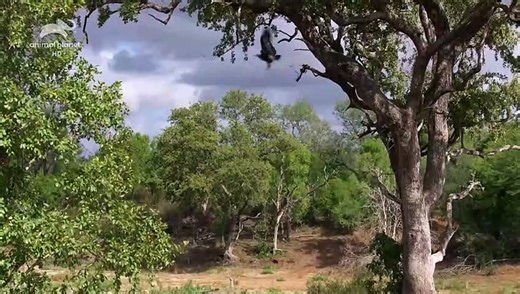 Wild Africa - Rivers of Life - Sand River