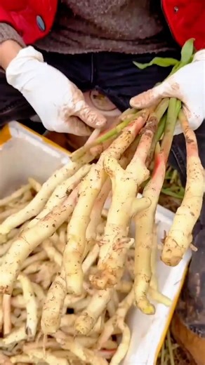 fresh harvest skilled manual cleaning and sorting of young ginger roots