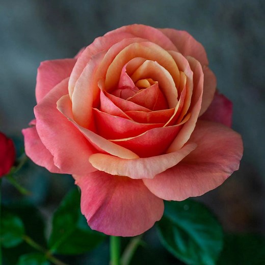 Anna's Promise Grandiflora Rose