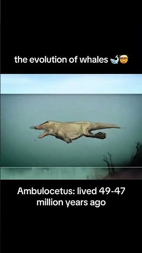 The Incredible True Story of Whale Evolution! 🌊🔍