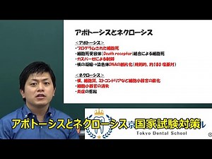 アポトーシスとネクローシス 国家試験対策のための病理学