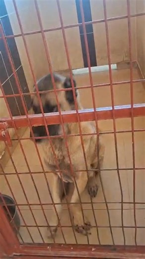 Jestem tureckim psem 🇹🇷 🐕. Bezpańskim i bezpaństwowym. Mój kraj już nie chce mnie ani mój pan. 🥹 Bo miałem kiedyś swego pana, którego owiec 🐑 strzegłem jak oka w głowie, a pana broniłem przed złem jak lew. Ale przyszedł dzień i jeden niefortunny krok podczas czuwania nad stadem w górach. Upadłem. Złamałem przednie łapy. Straciłem pana, pracę i dom 💔. Nie mam już swego miejsca na ziemi. Proszę pomóż mi odzyskać je 🏘. Kto pokocha tego mężnego i tragicznego psa? 💕 Pomożemy z transportem i f