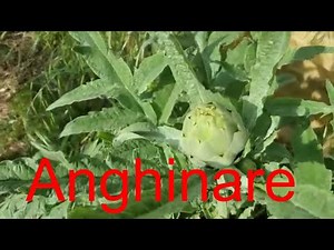 Anghinare . Cum arata anghinarea si cum creste inainte de a o culege. Sanatate si Beneficii
