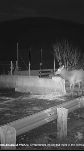 Osburn wildlife overpass