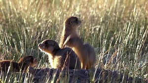 22K views · 619 reactions | From triumphs to defeats (and sometimes even deadly encounters), the life of a prairie dog is one of a kind. See the world through their eyes during Prairie Dog Manor, a new series premiering Friday, October 18th at 8/7c. | National Geographic Animals | Facebook