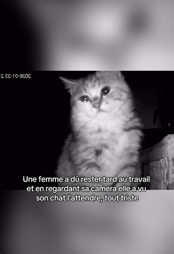 Les animaux sont si purs : moments touchants