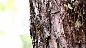A common treecreeper is searching for fodder on a tree