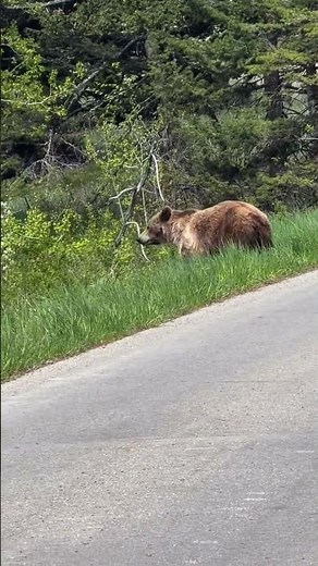 Mama Grizzly and two cubs crossing the road in Glacier National Park