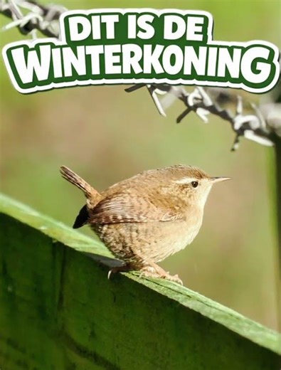 Dit kleine vogeltje maakt ZÓ veel lawaai! Het geluid van de Winterkoning