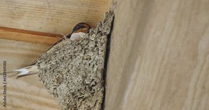 Barn Swallow Tucking Feather Into Nest